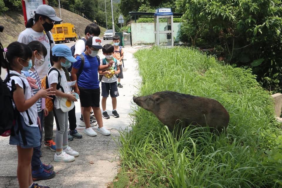 Samhon852's tweet photo. 好友善的豬豬，有靈有性，牠們知道誰是壞人，識揀人咬，與一般市民相處融洽。 https://t.co/j29hstnB1F