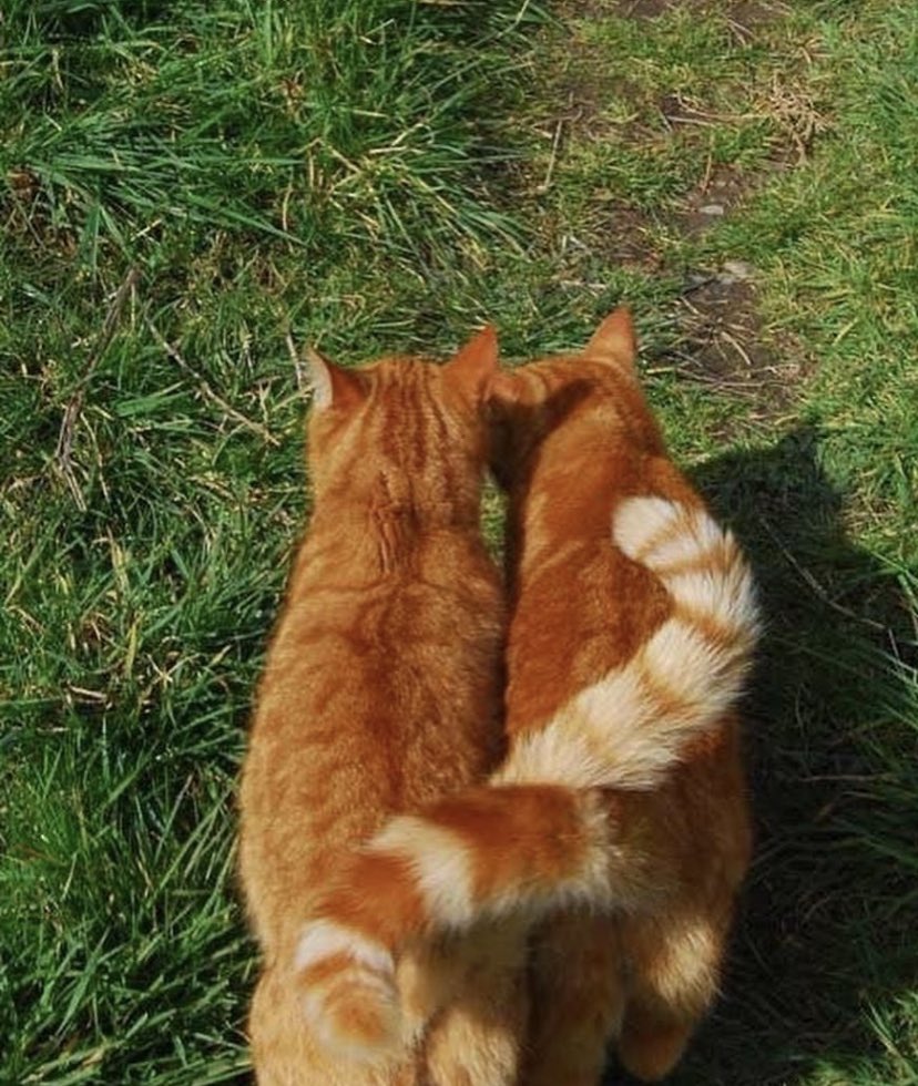 Коты с переплетенными хвостами