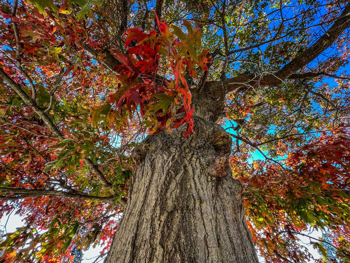 micheleconboy's tweet photo. The Big Oak https://t.co/ze0VPtb5h6