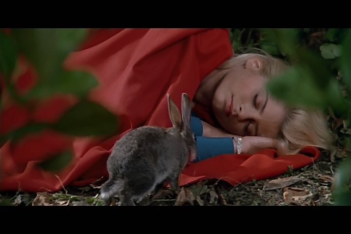 CapedWonderJim's tweet photo. Super Rabbit? #superrabbit #supergirl #helenslater #supergirl1984 #supergirlmovie1984 https://t.co/ucFYy3Yn52