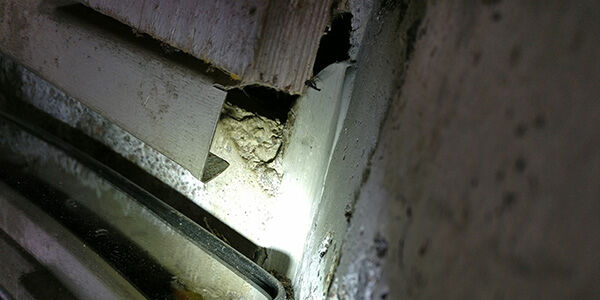 KITAmediaFI's tweet image. Ennaltaehkäisy ja rakennusten tiivistäminen niin, että tuholaiset ja muut haittaeläimet eivät pääse talon rakenteisiin, on toimivin ja kestävin tapa eläintuhojen ehkäisemiseen.

#tuholaistorjunta #talotekniikka #asoy #taloyhtiot #kiinteistöhuolto #Inconse
bit.ly/30aaNjM