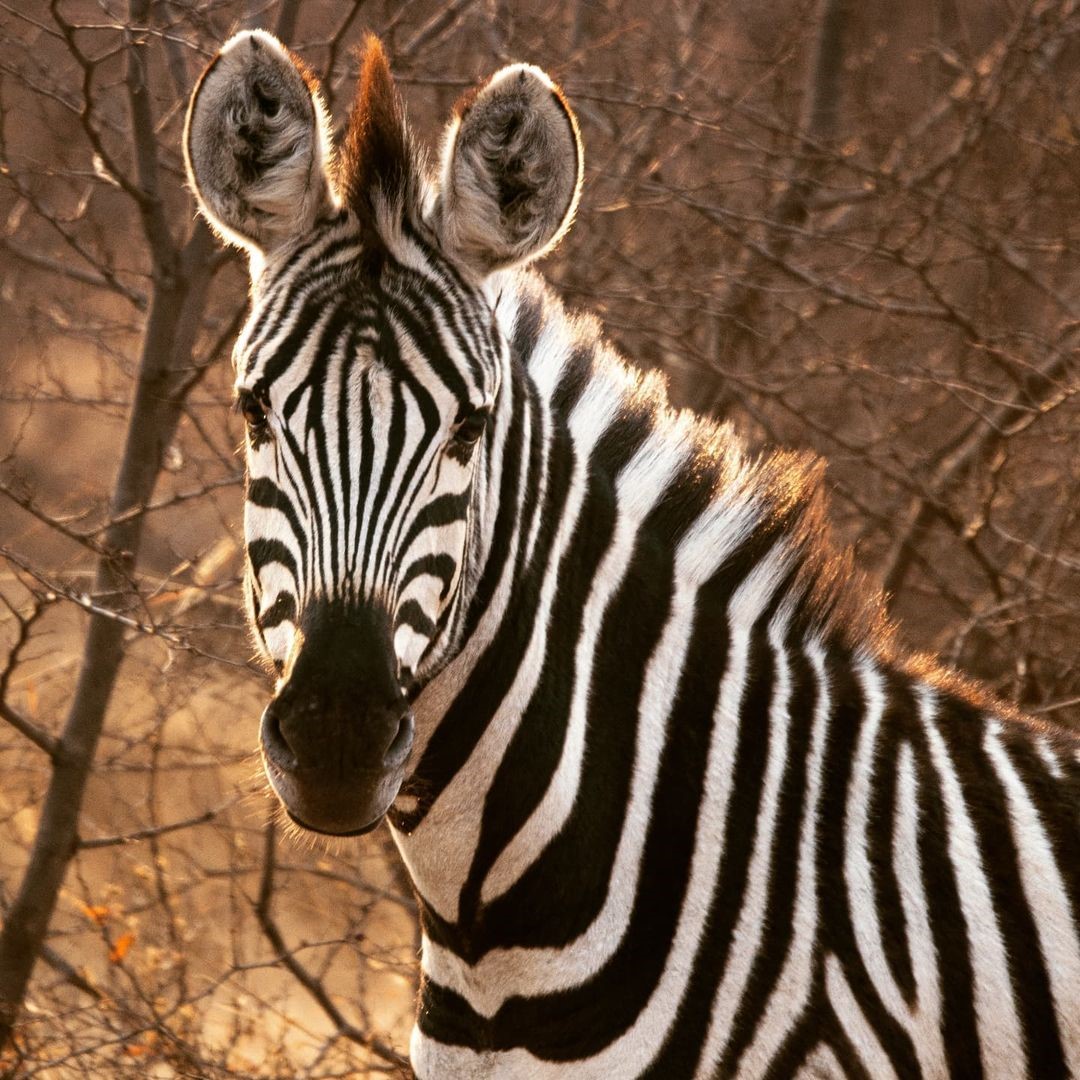 WHY SAFARI TOURS IN TANZANIA IS EXCEPTIONAL?
#tanzaniasafaritours #tanzanianationalpark #tanzaniawildlifetours #bestdestinations #tanzaniaholiday #tanzaniavacation  #travelphotography #wildlife #beautiful #tanzania
