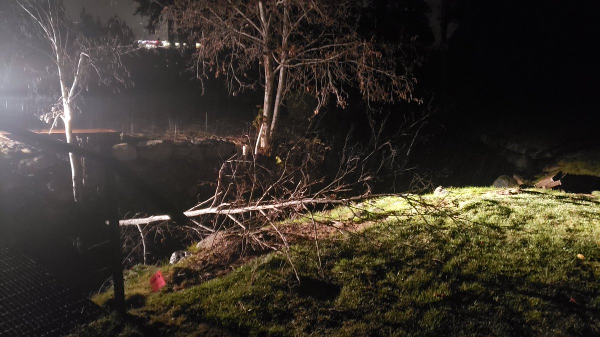 Good news. The new greens survived this afternoon's storm. Rain guage shows 2.75". A few trees down and major cleanup over the whole course but new drainage and sand beneath sod accepted the downpour very well. Snowing hard there now but shouldn't stick with above 0° temps.
