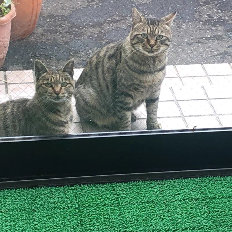 太ったり痩せたりする猫だなと思っていたら…実は同じ柄のが2匹いたw