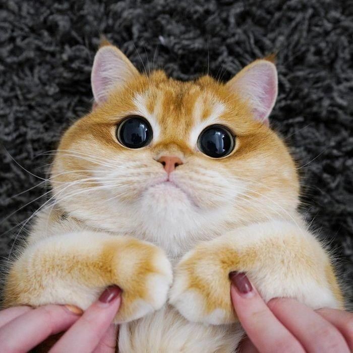 da_nd_elion's tweet photo. @KriskaLetuchaya Смотри котики!! https://t.co/O2KYCJ8iUq