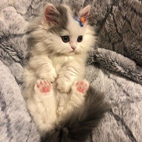 da_nd_elion's tweet photo. @KriskaLetuchaya Смотри котики!! https://t.co/O2KYCJ8iUq
