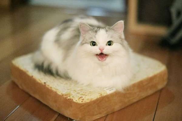 da_nd_elion's tweet photo. @KriskaLetuchaya Смотри котики!! https://t.co/O2KYCJ8iUq