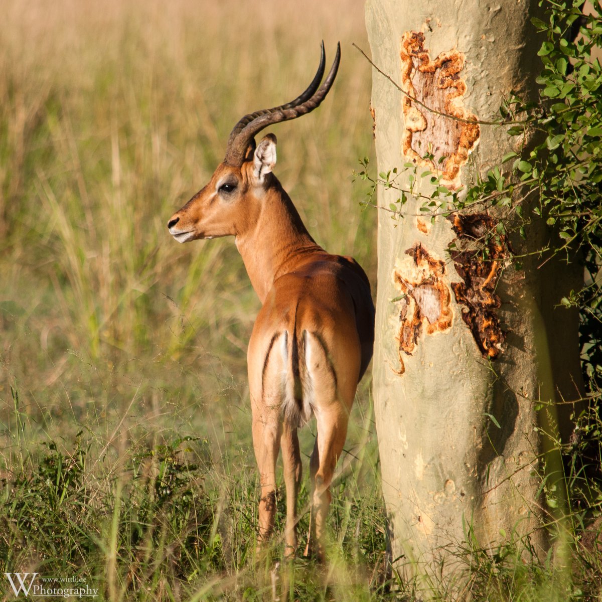 Impala, Gorongosa National Park, Mozambique [26.04.2011]

#impala #prey #GorongosaNationalPark #natureiswonderful #Mozambique #Africa #travelAfrica #offTheBeatenPath #RoadsLessTravelled #wittlig #NeverStopToExplore #neverstopexploring