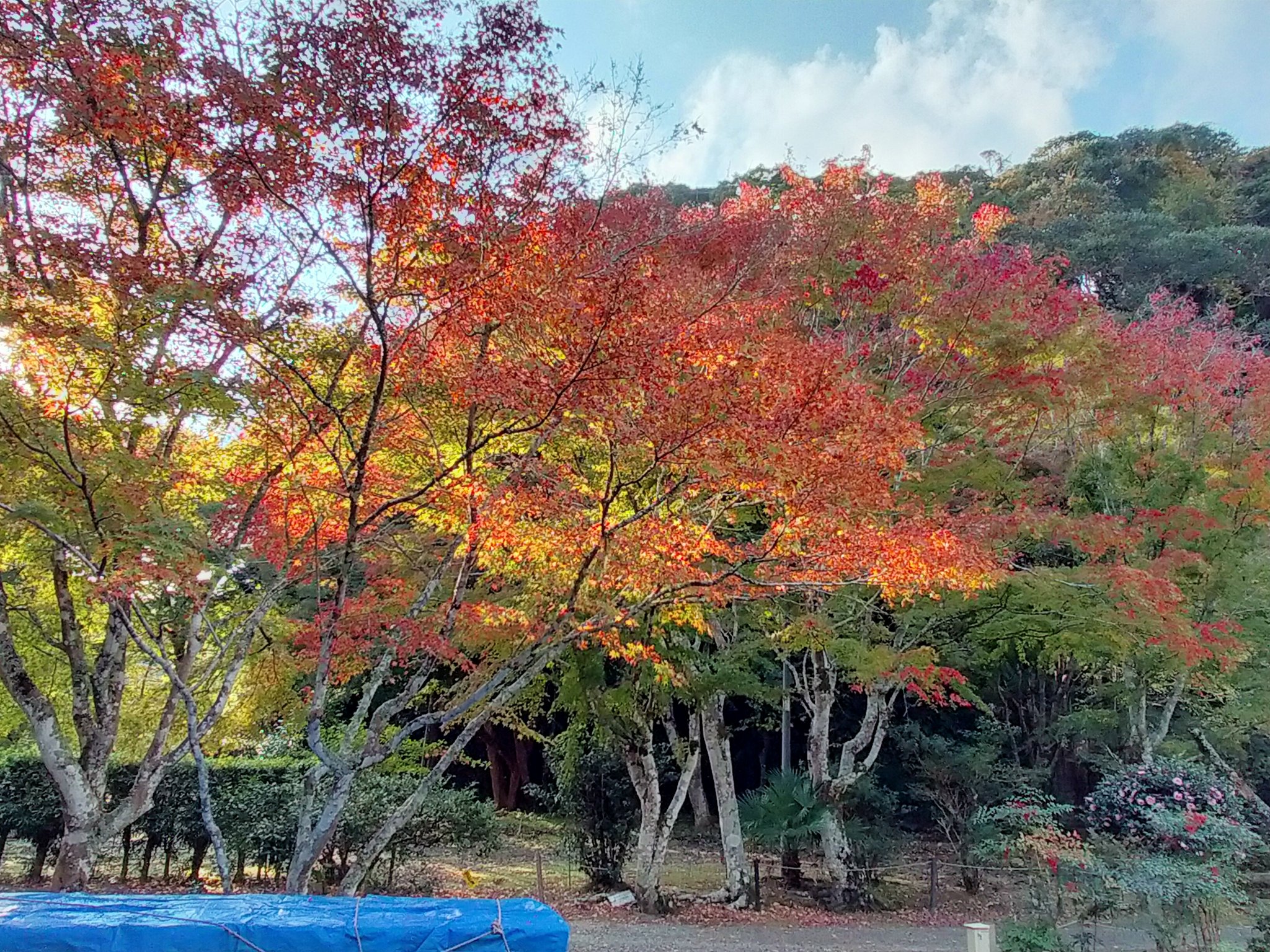 和田カンナ ようやく紅葉スポットへ 南房総の千倉にある小松寺です 赤く染まったモミジで癒やされます T Co Wvocrjngnf Twitter