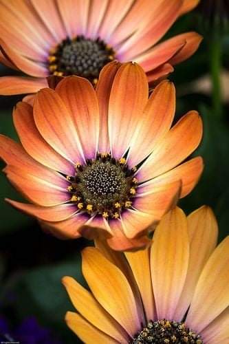 اصبحنا واصبح الملك لله والحمد لله لا شريك له لا اله الا هو وإليه النشور