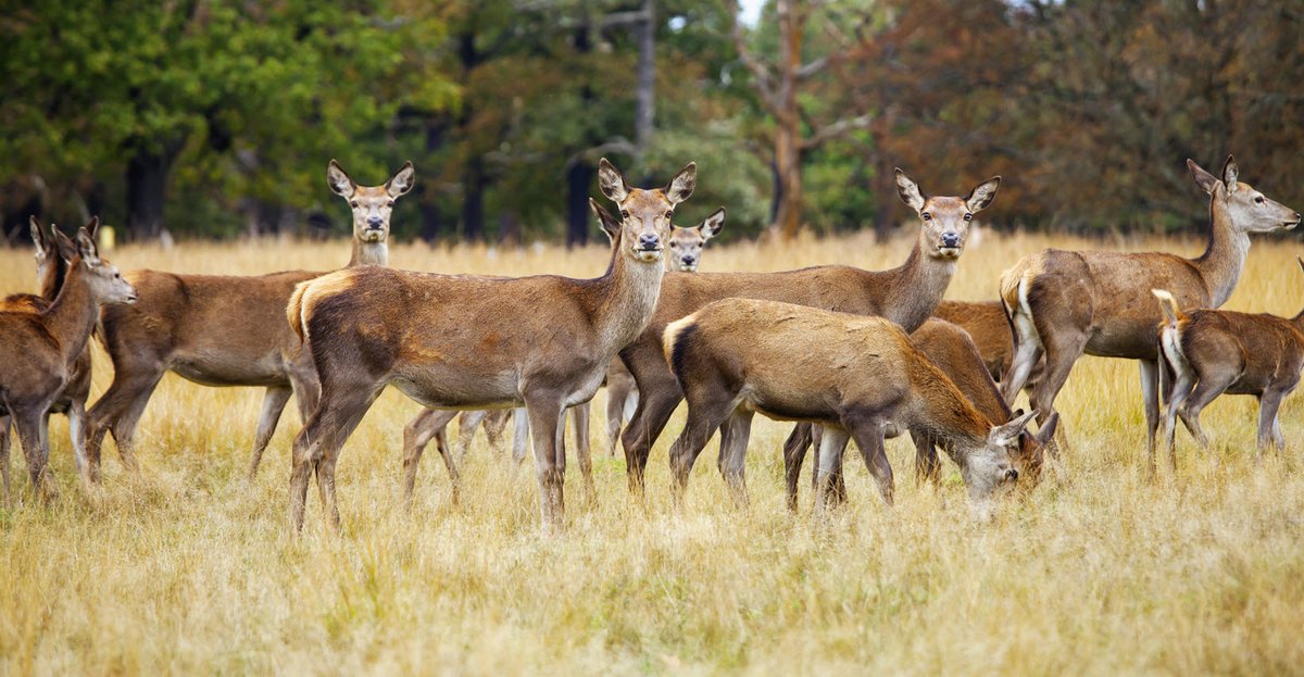 BritishDeerSoc's tweet photo. Are you interested in completing your DSC1? We have spaces available on our course at Hartland Parish Hall. The course runs from April 21st, 2022 - April 23rd, 2022.
For more information, or to book your place: https://t.co/7jl1HKdNim
#trainingtuesday #stalking #deer #DSC1 https://t.co/tRVc8enSuX