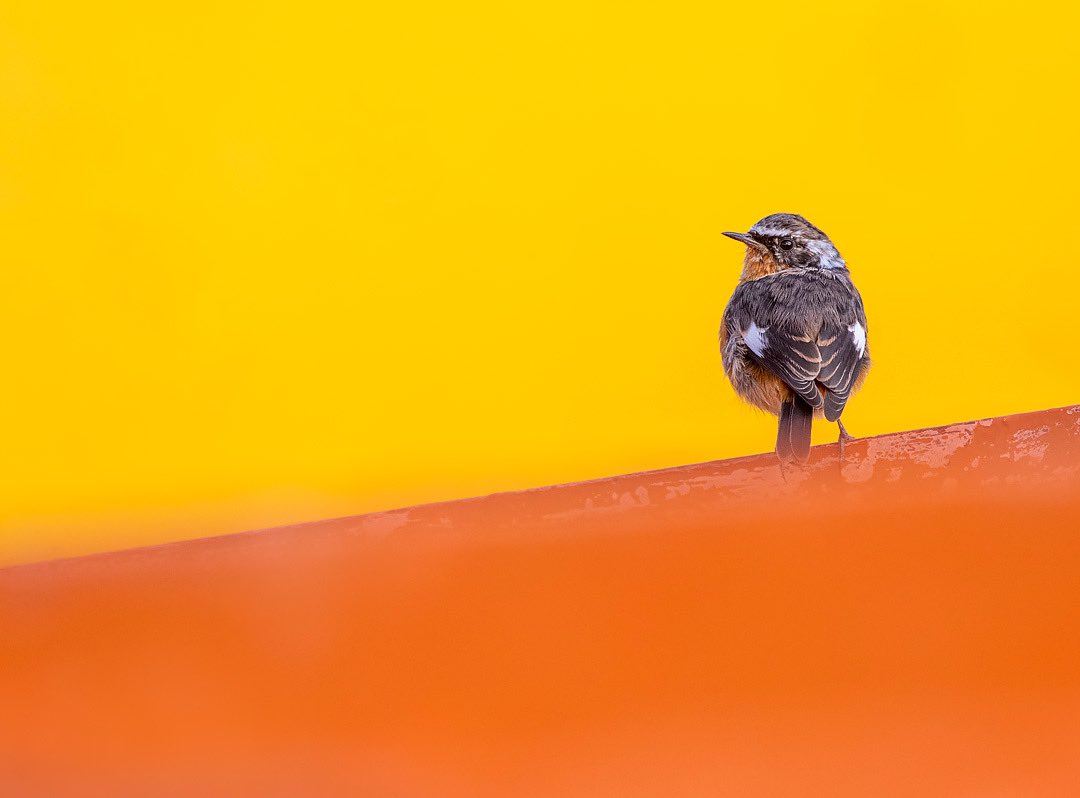 MarcGuyt's tweet photo. A male Moussier’s Redstart in autumn plumage from a trip to #Morocco a few years ago, to photograph some missing plumages for our upcoming @KNNVUitgeverij #idguide.
Dutch edition coming soon 🙏
#moussiersredstart #birdlife #vogelbescherming #grepom https://t.co/GceWpJSvGc