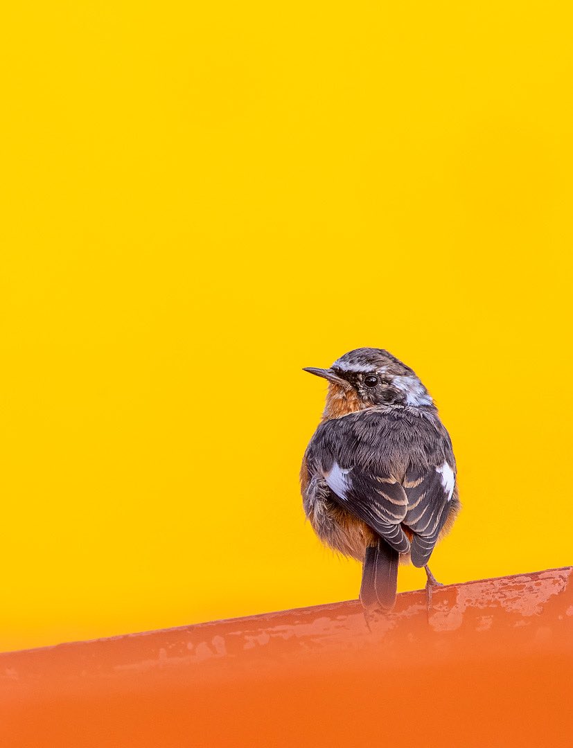 MarcGuyt's tweet photo. A male Moussier’s Redstart in autumn plumage from a trip to #Morocco a few years ago, to photograph some missing plumages for our upcoming @KNNVUitgeverij #idguide.
Dutch edition coming soon 🙏
#moussiersredstart #birdlife #vogelbescherming #grepom https://t.co/GceWpJSvGc