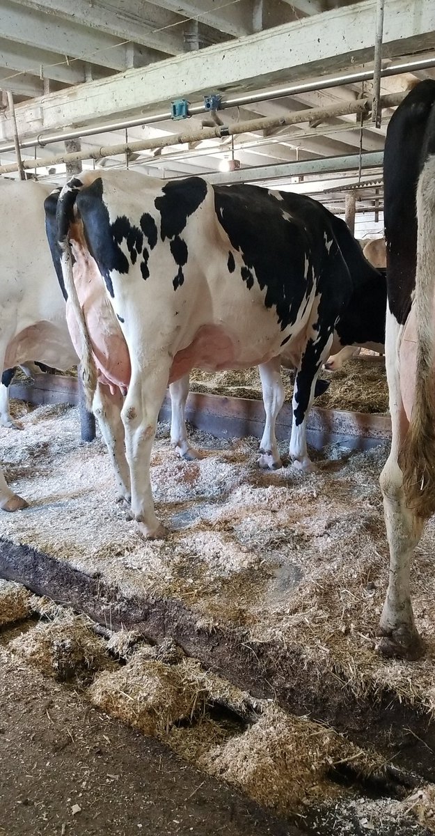 MScottMacDonald's tweet photo. Saturday's classification highlights, EX Rozduke, VG GoldChip Sr2 &amp; VG R&amp;W Apple-Crisp Summer Jr2. https://t.co/J9LjezUHTJ