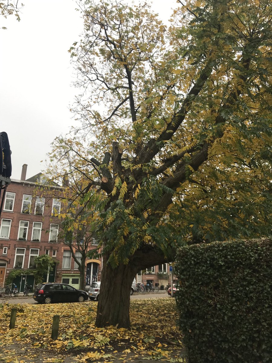 simoneakkerman's tweet image. Onze Kaukasische Vleugelnoot R.I.P. 😱 ⁦@College010⁩  ⁦@DeBomenridders⁩