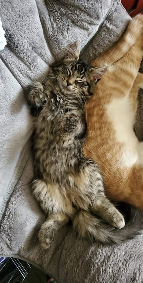 Remi now Doug has settled nicely into his new home. fixedfurlife.com