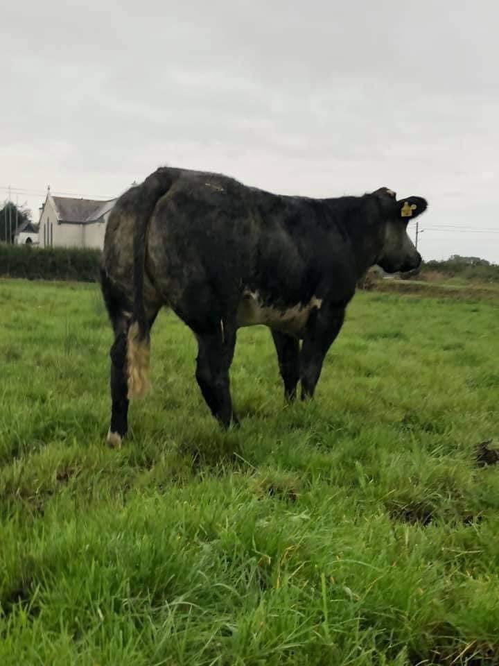 jheslin14's tweet photo. Bryan Pendred aged 9 is a keen footballer and farmer!

Bryan has been diagnosed with an Acquired Brain Injury (ABI) and is currently being treated in Crumlin. 

As a #farming and #GAA community could you support Bryan as he starts his road to recovery? 
https://t.co/MJNUUobrO9 https://t.co/AuyqWvFdFu