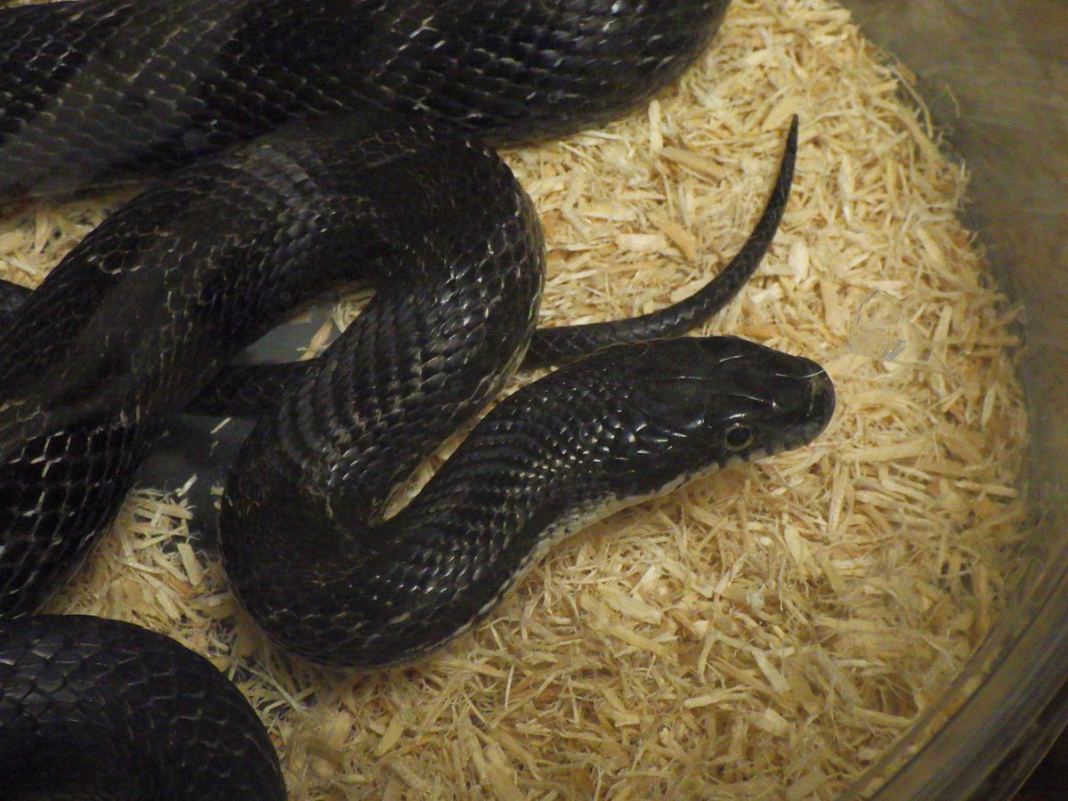 HerpSupply's tweet photo. 待ち望んでた連中が来ました！

ノースカロライナ州モンゴメリー郡産 × バージニア州ヨーク郡産の組み合わせで取られた、“ちゃんと黒い”ブラックラットスネークです。親や一緒に来た今年の子供の画像は後日改めて紹介しますので、まずはこの個体の素晴らしさをご堪能下さい!!!

気になる方はDMを。 https://t.co/cZLF3y5SgR