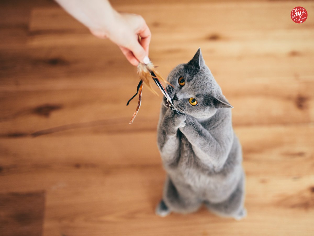 CATanisoci's tweet photo. ¿#SabíasQue convivir o hacer #IntervencionesAsistidasConAnimales te ayuda a desarrollar habilidades de comunicación no verbal? Los #Animales no hablan con palabras, pero se comunican, por eso es importante aprender a leer sus señales y su lenguaje corporal. 

#BeneficiosAnimales https://t.co/Gs7wddwSax
