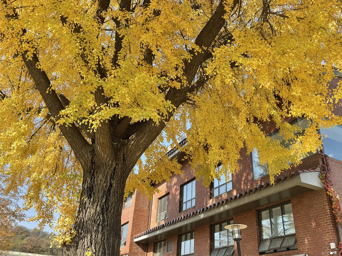 Scarlet Letter tweet media