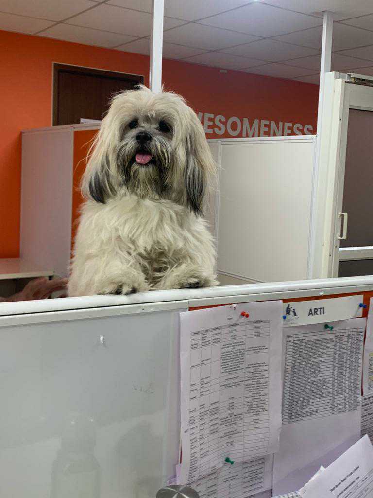 Hi guys! How long have you been working? Take a break and take me for a walk!😌It's time!! 
.
.
#TakeABreak #DogsofTwittter #petcare #pets #Petfriendlyoffice #TuesdayVibe #TuesdayMotivations