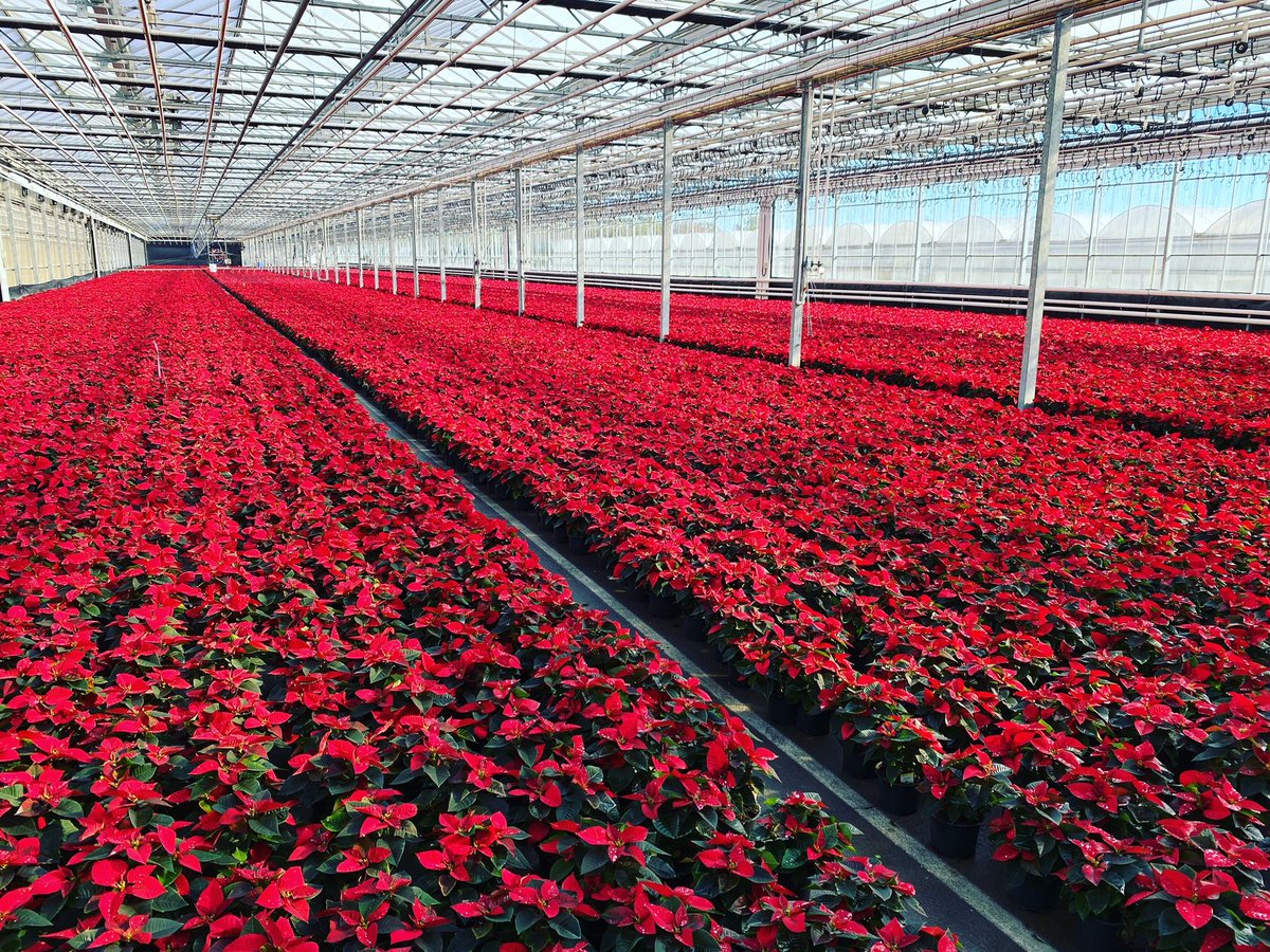 BellNursery's tweet photo. Poinsettias by the mile! Fun fact, plastic sleeves are placed on each poinsettia to provide protection during transport. Once they arrive at your home, remove the plastic sleeve and enjoy the beauty of your poinsettia all season long! #atthehomedepot @brettguthrie8 @brianfrombell https://t.co/eRNdAkpVQj