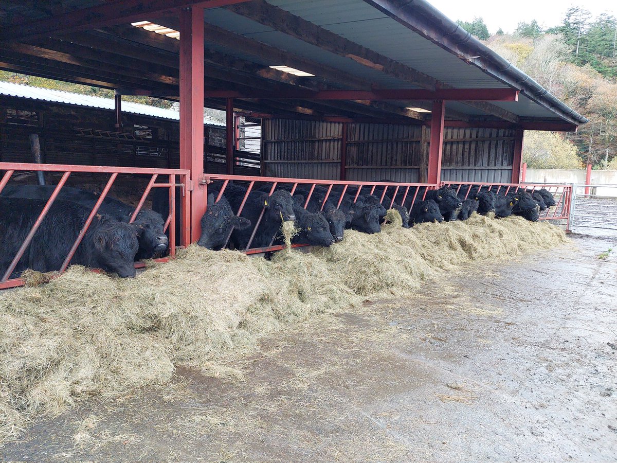 Bedding some of the beef stores for winter, sweet meadow haylage #Lush
No off farm feed, No off farm bedding
#welshblacks