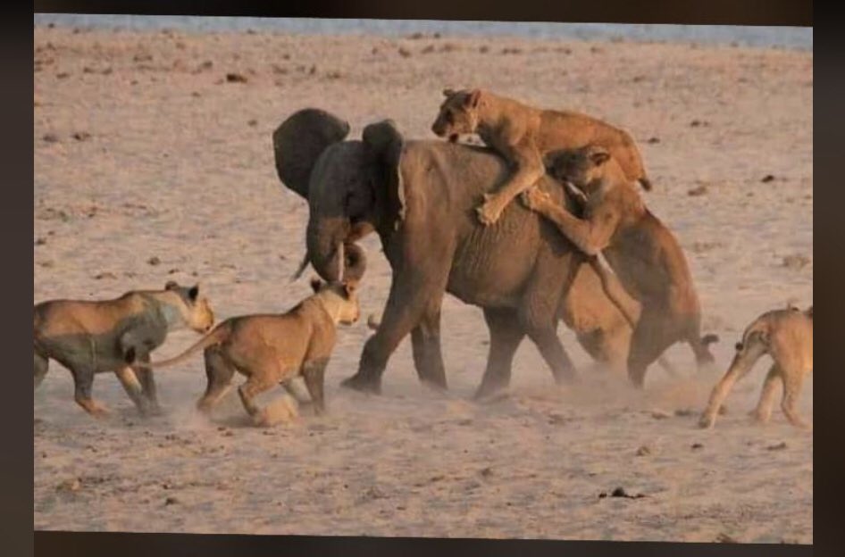 BbMel4's tweet photo. Et puis même qui a dit que lion ne peut pas monter sur éléphant ????🤣🤣😫😫😫😫😫😫🤣🤣🤣 

#Lion #Cameroon #Cameroun #can  #237 #🇨🇲 #elephants #cotedivoire https://t.co/aGpkMFkwS5