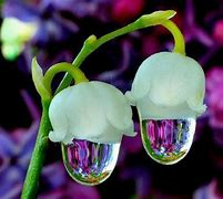 The less their ability, the more their conceit