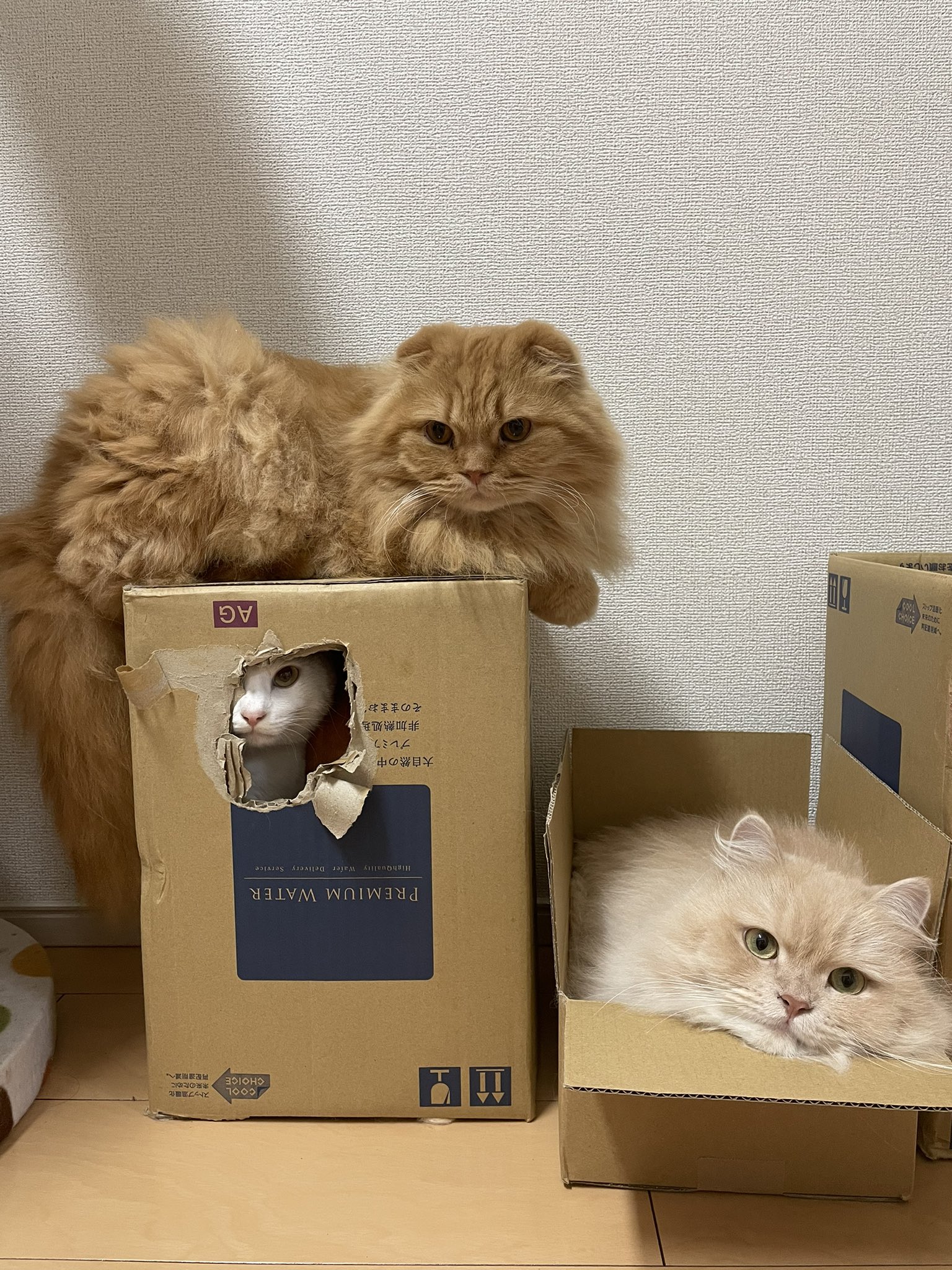 てぃーが 既視感 進撃の巨人 壁の中の巨人 日光を当てるな T Co 7woqab7dcf Twitter