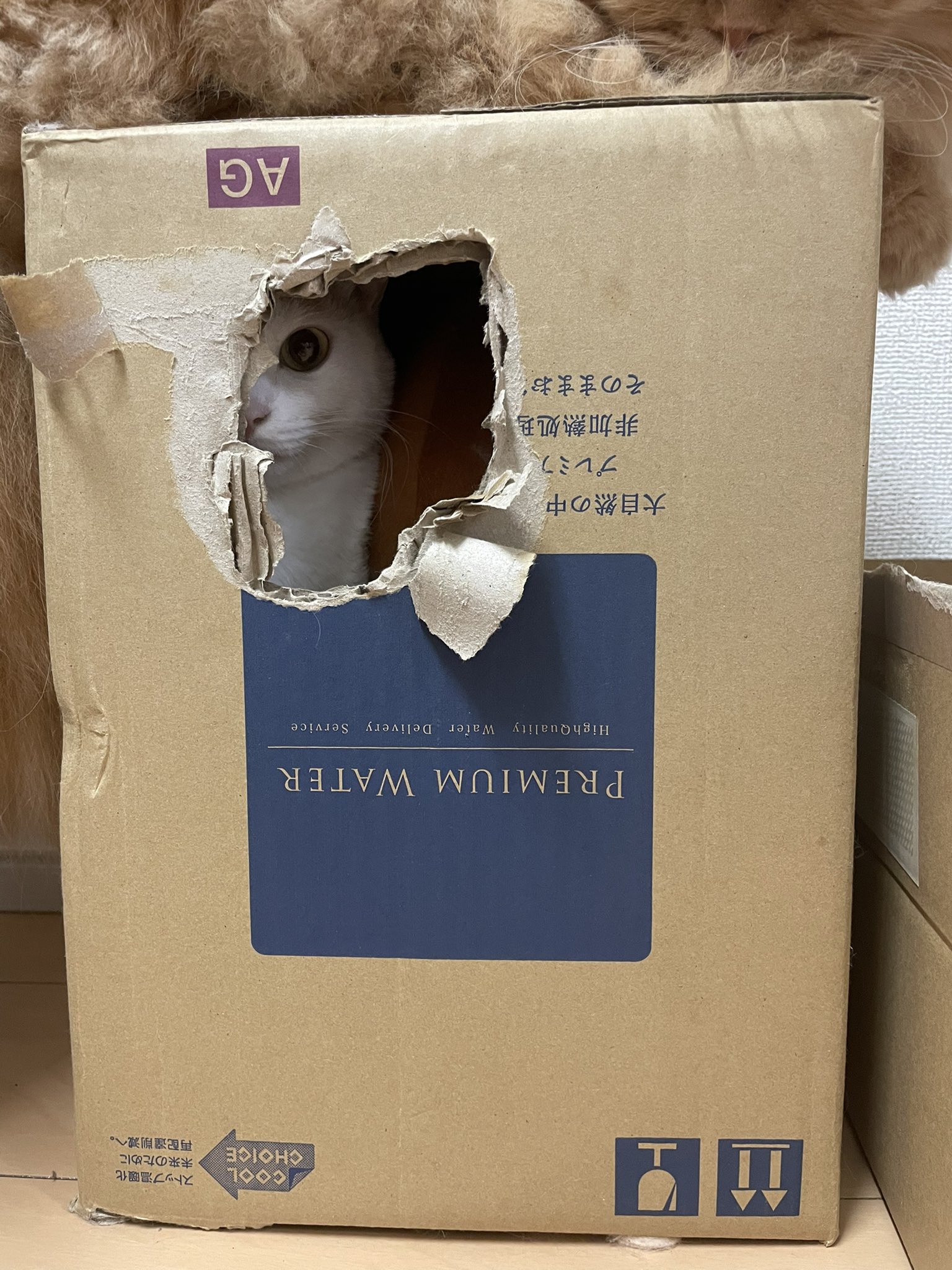 てぃーが 既視感 進撃の巨人 壁の中の巨人 日光を当てるな T Co 7woqab7dcf Twitter