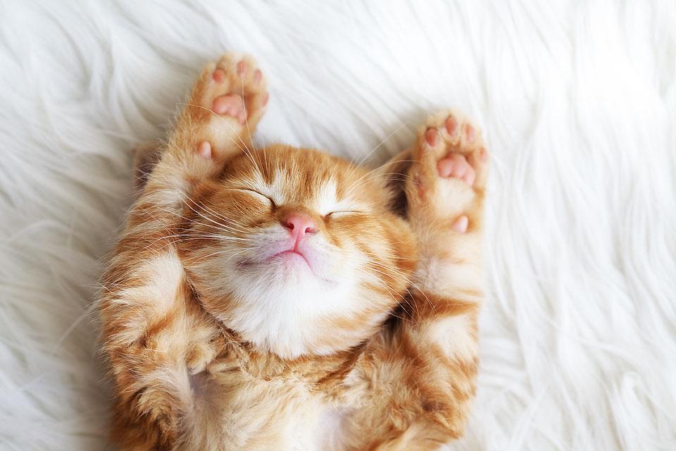 perfectt_clickk's tweet photo. Sleepy cat.

#cat #Photos #PhotoModeMonday https://t.co/jTXppVF8Np