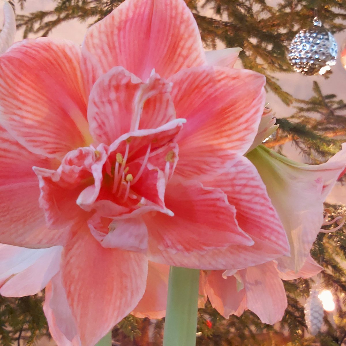 Enää 38 yötä jouluun! Suomalainen Pirkka amaryllis on kääritty tänä vuonna paperirondellaan muovin sijaan. Näin säästämme 2,5 tonnia muovia, joka vastaa noin 120 000 muovikassia. @PirkkaFi <a href="/kryhma/">K-ryhmä</a> #partaharjunpuutarha #vastuullisuus #amaryllis