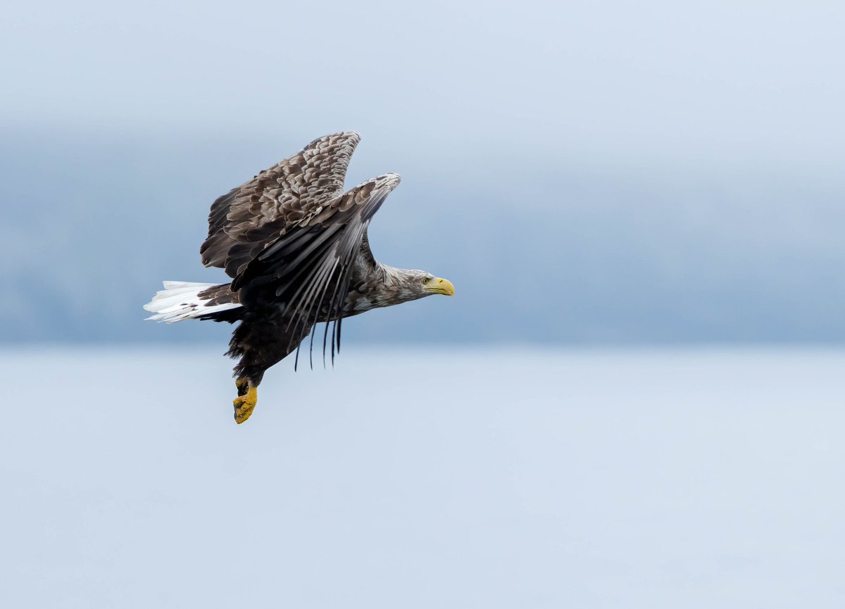A White-Tailed Eagle - A light haze and rarely for the Outer Hebrides, calm seas made for this magical encounter.😍 @VisitScotland @OuterHebs #TwitterNatureCommunity #birdwatching #birdphotography #eagle #nature #BirdsSeenIn2021 #scotland #Raptors #outdoors