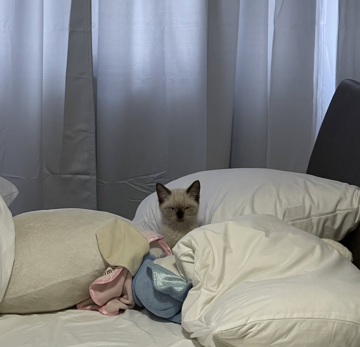 เมื่อเช้ารีบลุกมาทำงาน ทิ้งฝุ่นนอนบนเตียงเพราะเห็นกำลังหลับปุ๋ย ซักพักหันไปอีกทีเจอฝุ่นจ้องงี้555555555555555ขอโทษได้มั้ย ไม่สบอารมณ์ขนาดนี้เลยเหรอลูก