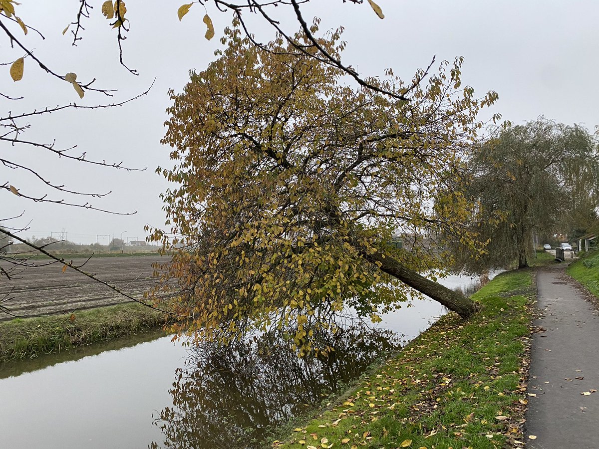 PetraDam's tweet photo. Zal deze de herfst- en winterstormen weer overleven? #ommetje https://t.co/xdx9flnluq
