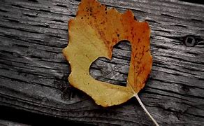 Vallejos Sepe (@sepevallejos) on Twitter photo 