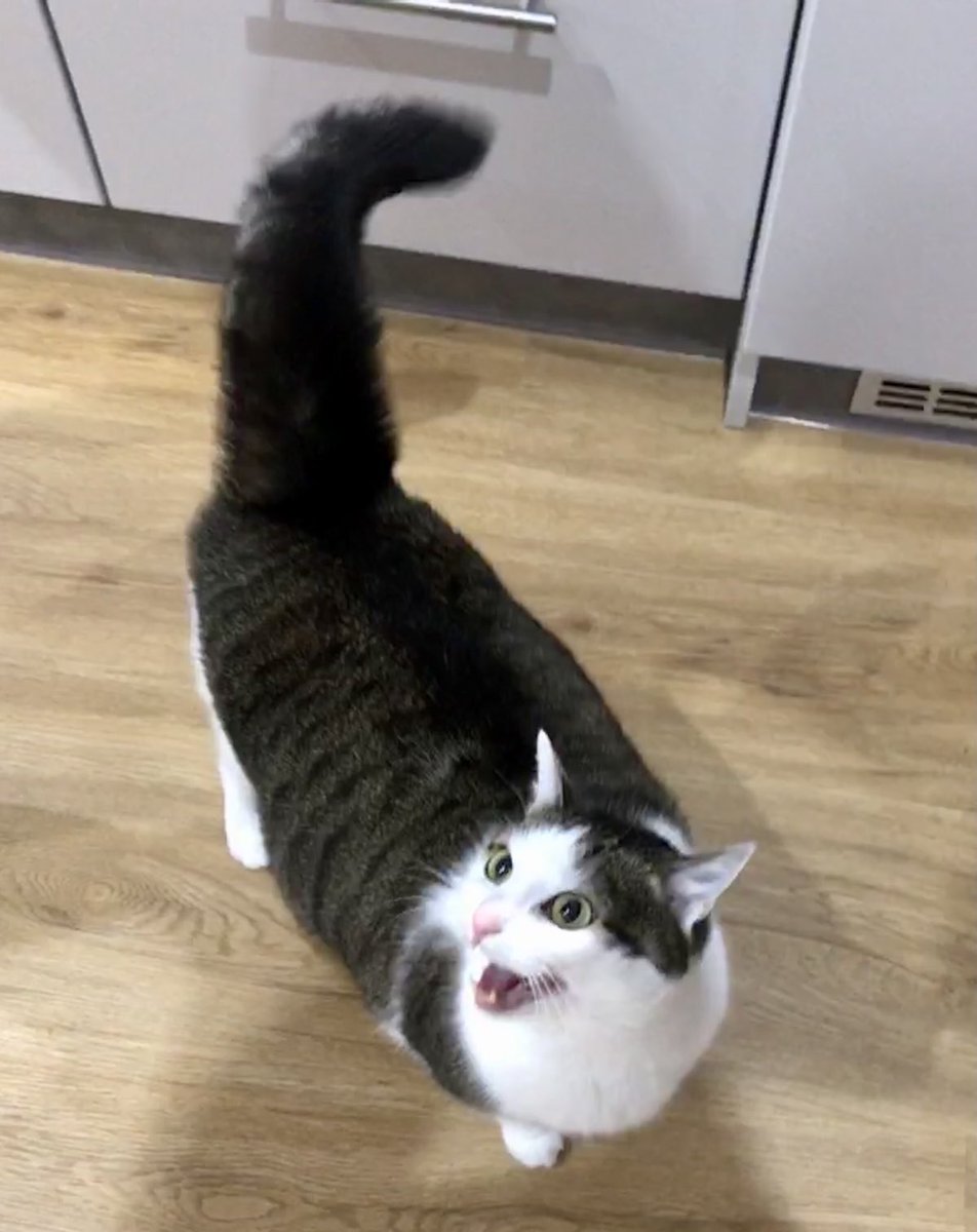 Where is the breakfast?! ⁦<a href="/FartyCheddarCat/">Cheddar</a>⁩