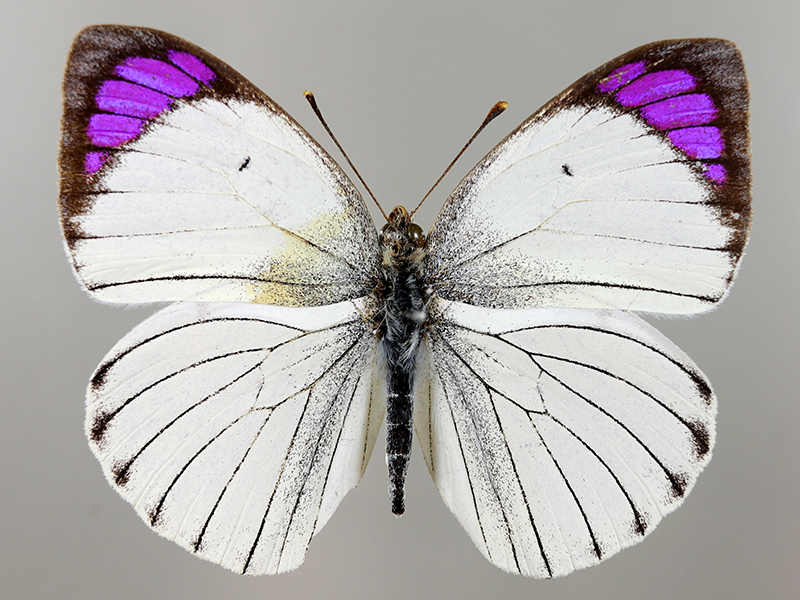 12月8日（火）から始まる企画展「世界の蝶」の準備をしています