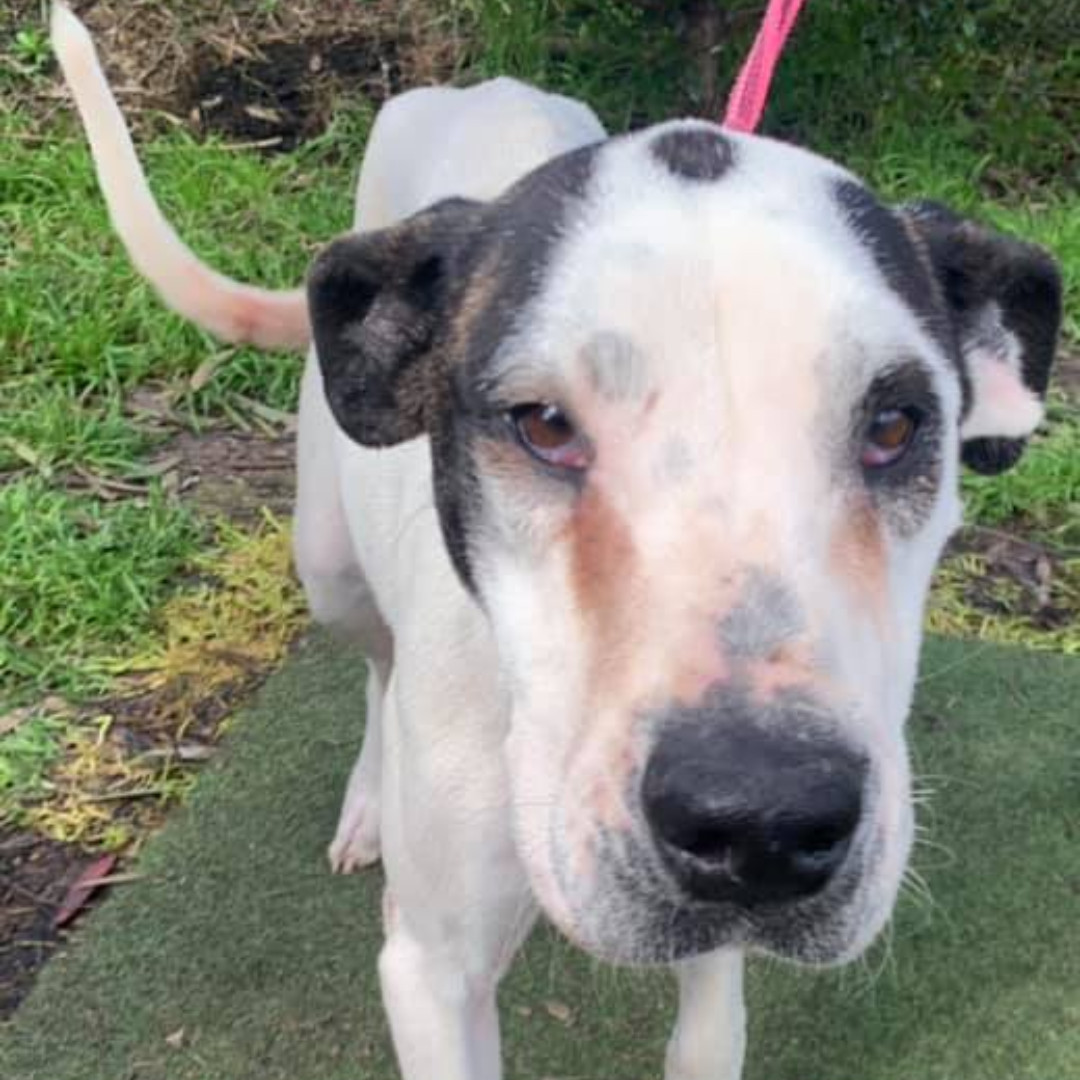 petshaven's tweet photo. Perhaps you remember Falcon? 
She was one of our cruelty cases and was rescued by the Pets Haven Team. We got to share the beautiful moment of her going to her perfect forever home and thanked her amazing foster mummy for all her fantastic work! 😍 https://t.co/MhsS8sd8ml
