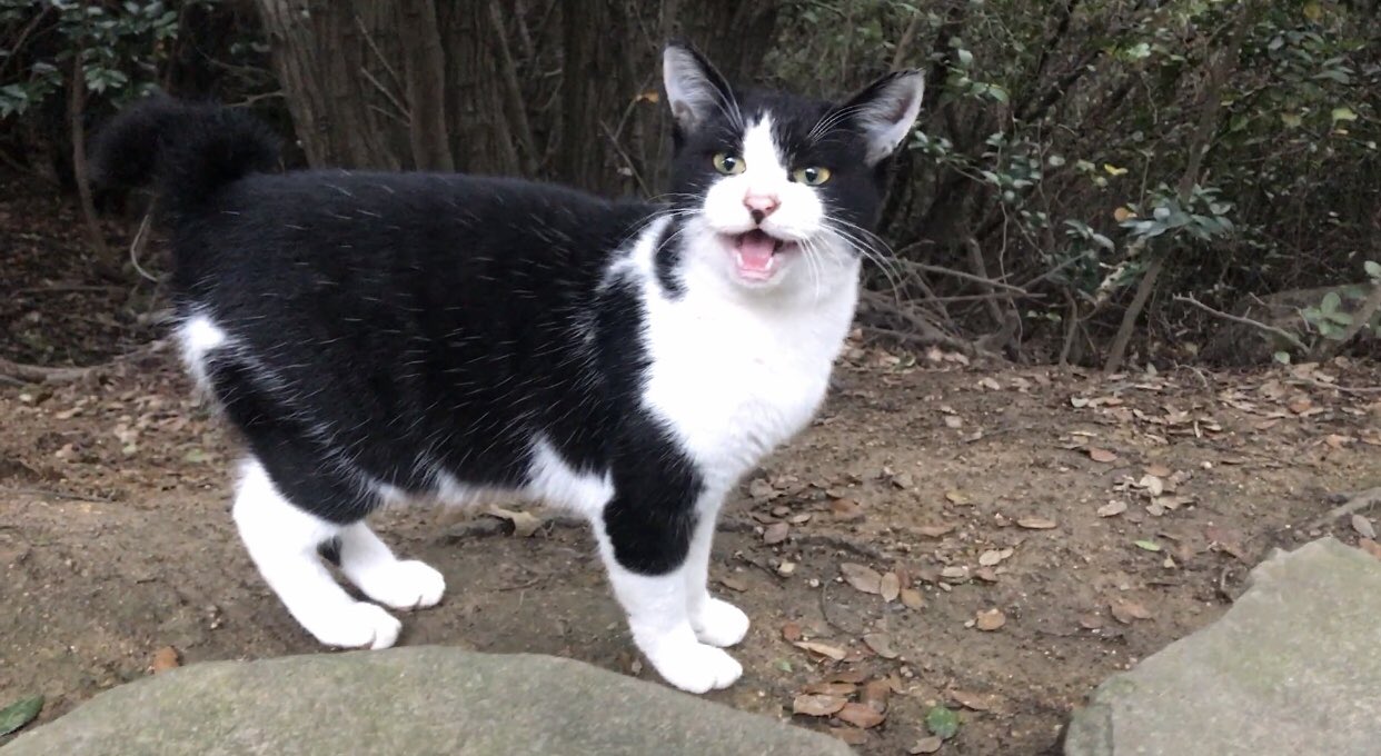 O Xrhsths のらねこ家族 Noranekokazoku Sto Twitter 白黒ハチワレ猫ちゃん 映画やアニメキャラになりそうなシッポ短い可愛いお姿 動画はこちら 猫集会に現れたぬいぐるみやキャラクターみたいな白黒ハチワレ猫 T Co Jlmemaes1n のらねこ家族 猫癒し