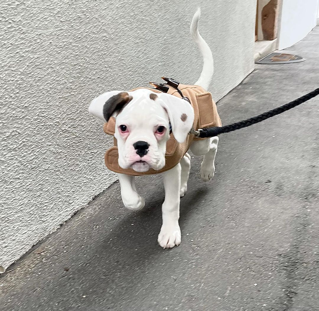 Boxerlover02's tweet photo. Cute
Baby
#boxerlover
#boxerdoglover
#dogboxer
#boxerdogs
#boxerlife
#boxer
#boxerpuppy
#boxerdoglove
#boxerdogsoftwitter
#boxerlove
#boxers
#boxerlover02 https://t.co/SiT8Phf68u
