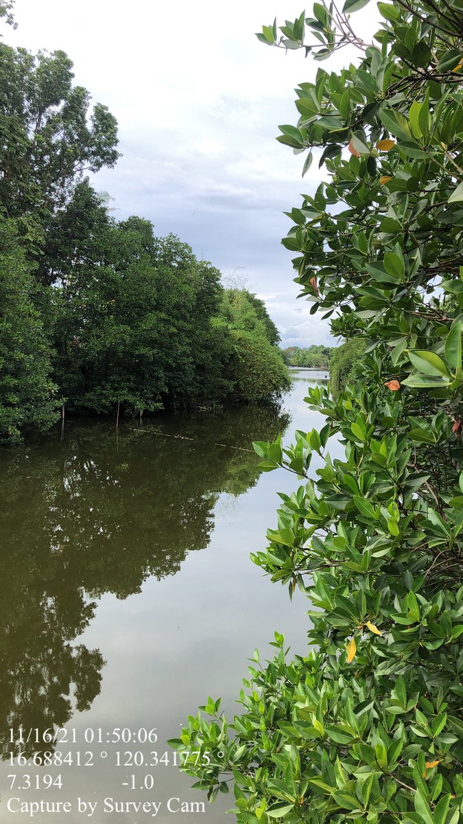 tinatonio's tweet photo. Also sending the left over mangroves that extend to the river delta.. @oceana_ph @CEEDphilippines https://t.co/TENfoCjhmv