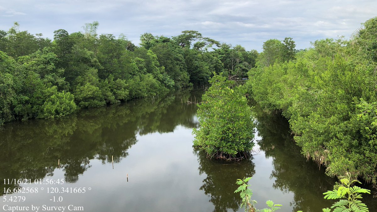 tinatonio's tweet photo. Also sending the left over mangroves that extend to the river delta.. @oceana_ph @CEEDphilippines https://t.co/TENfoCjhmv