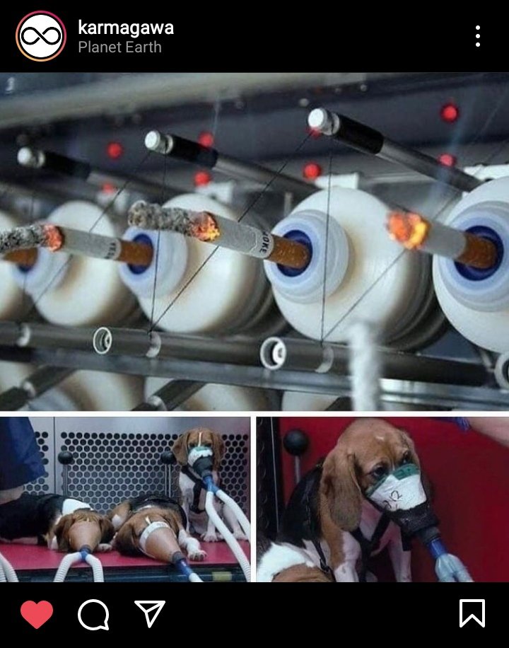 LisaSarax's tweet photo. This is enough.
#StopAnimalTests #StopAnimalCruelty
#StopSmocking https://t.co/3kyHH3nvcG