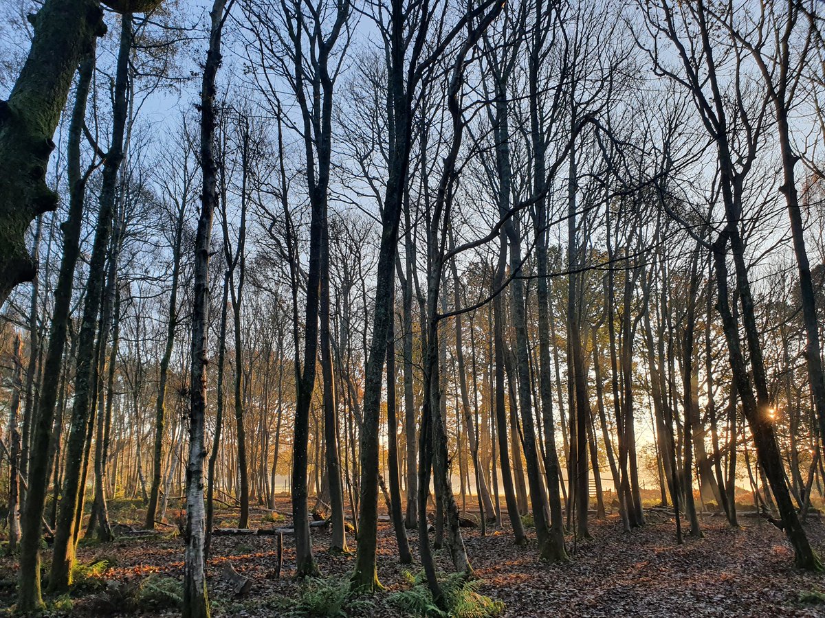 woods4learning's tweet photo. Stunning for year 1s today @LeechpoolSchool to be visiting the woods for their #outdoorlearning #forestschool session. 1st trip since #lockdown Let's get kids #outdoors improve #mentalhealth @educationgovuk @wscountytimes @WSCCNews https://t.co/SXAlufzwoL