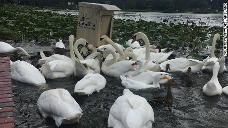 SEGUNDA PARTE DEL HILO DE LOS CISNES DE LA REINA 👑 🦢

¿Cómo un regalo de la reina Isabel de Inglaterra derivó en una invasión de cisnes en Lakeland, una ciudad al otro lado del charco?🧵👇