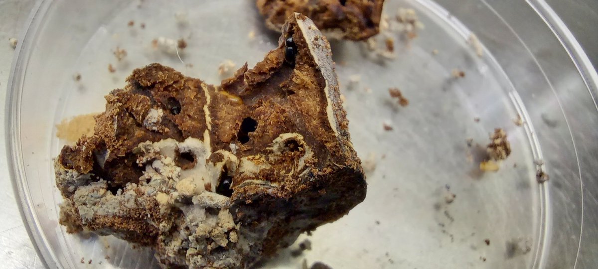 Wilma Nel, PhD tweet media