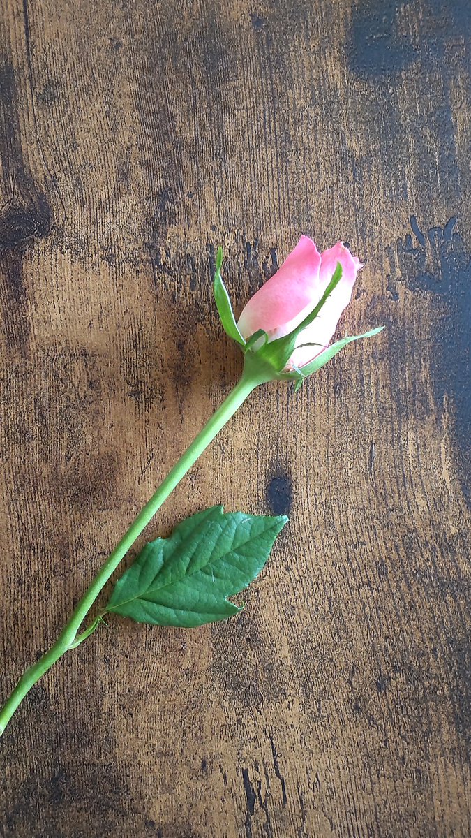 neco40877472's tweet photo. 母へのプレゼントのバラは【FlowerKitchen JIYUGAOKA】さんで🥀 花持ち良く、一週間キレイに咲いてます𓂅　
 #FlowerKitchen #JIYUGAOKA https://t.co/QUy7JcmiBr
