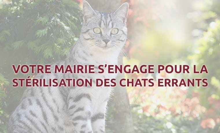 تويتر Ville De Bessan على تويتر Bilan Campagne Chats Errants La Mairie De Bessan Avec Le Soutien De La Fourriere Animale Et De 30millionsdamis A Engage Une Campagne De Sterilisation Des